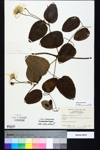 Clematis reticulata image