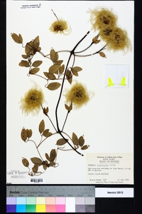 Clematis reticulata image