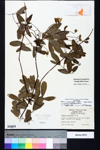 Clematis reticulata image