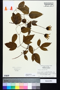 Clematis reticulata image