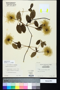 Clematis reticulata image