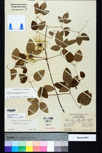 Clematis reticulata image