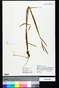 Paspalum boscianum image