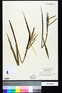 Paspalum boscianum image