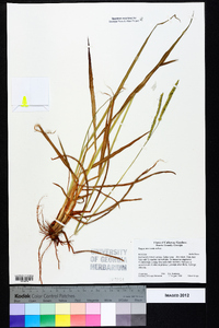 Paspalum dilatatum image