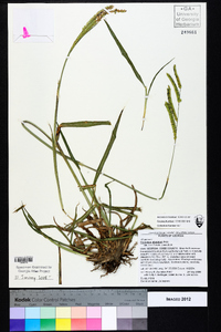 Paspalum dilatatum image