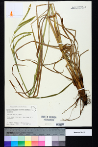 Paspalum dilatatum image