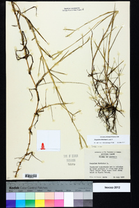 Paspalum distichum image