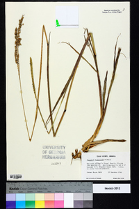 Paspalum floridanum image