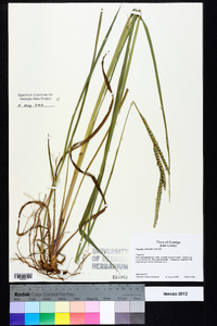 Paspalum floridanum image