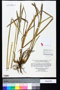 Paspalum floridanum image