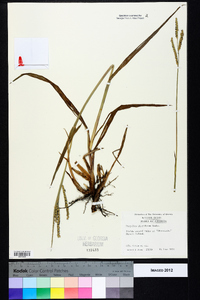 Paspalum floridanum image