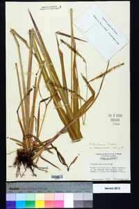 Paspalum floridanum image