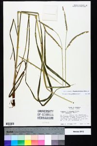 Paspalum floridanum image