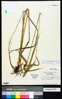 Paspalum floridanum image