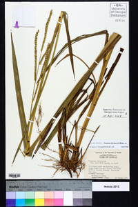 Paspalum floridanum image