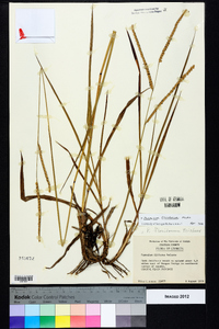 Paspalum floridanum image