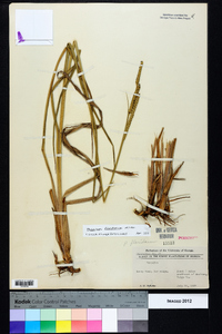 Paspalum floridanum image