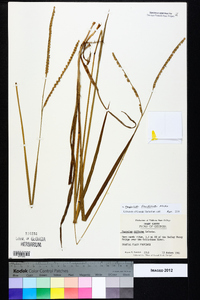 Paspalum floridanum image