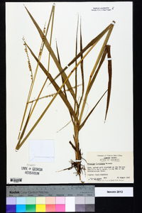 Paspalum floridanum image