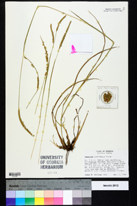 Paspalum floridanum image