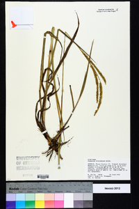 Paspalum floridanum image