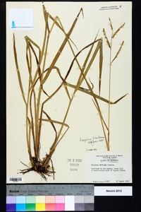 Paspalum floridanum image