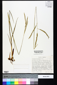 Paspalum floridanum image