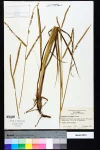 Paspalum floridanum image