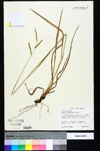 Paspalum floridanum image