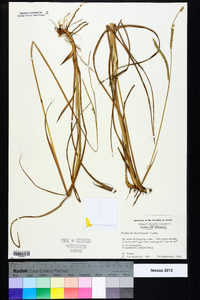 Paspalum floridanum image