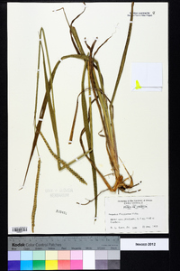 Paspalum floridanum image