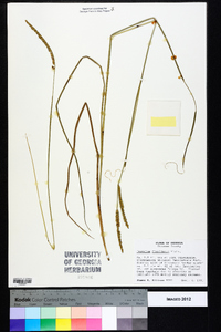 Paspalum floridanum image