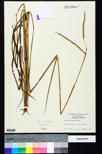 Paspalum floridanum image