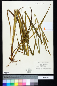 Paspalum floridanum image