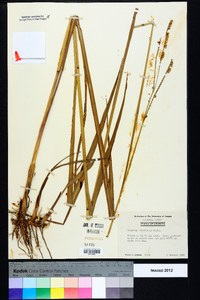 Paspalum floridanum image