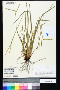 Paspalum laeve image