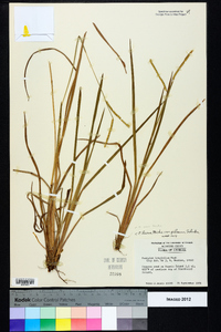 Paspalum laeve image