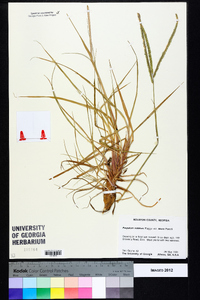 Paspalum notatum image