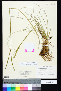 Paspalum notatum image