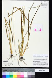 Paspalum notatum var. saurae image