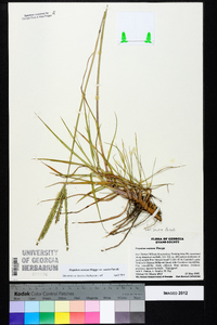 Paspalum notatum image