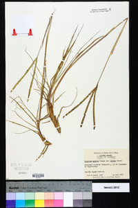 Paspalum notatum var. saurae image