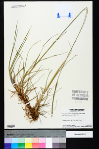 Paspalum notatum image