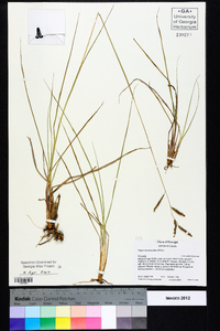 Paspalum plicatulum image