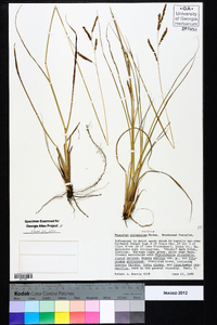 Paspalum plicatulum image