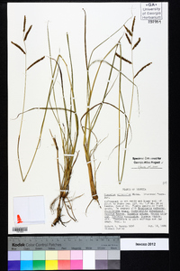 Paspalum plicatulum image