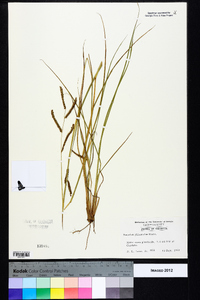 Paspalum plicatulum image