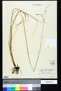 Paspalum plicatulum image