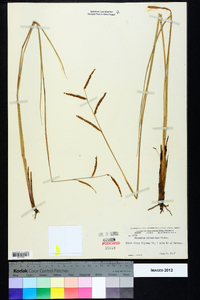 Paspalum plicatulum image